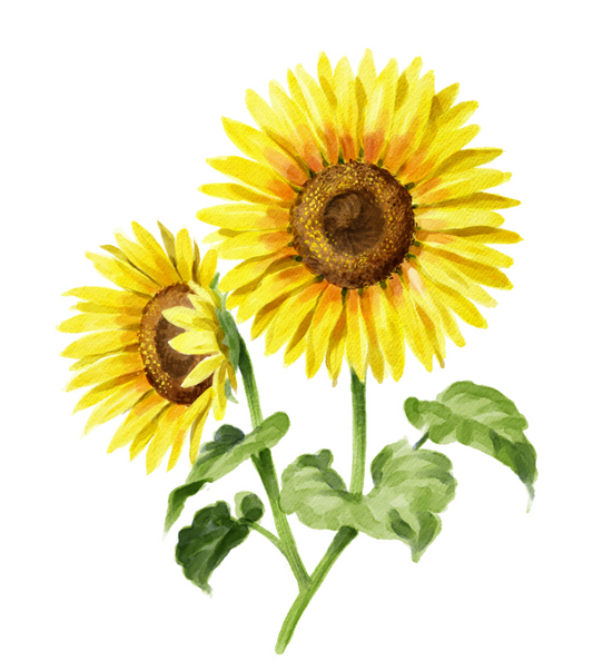 Sonnenblume STK