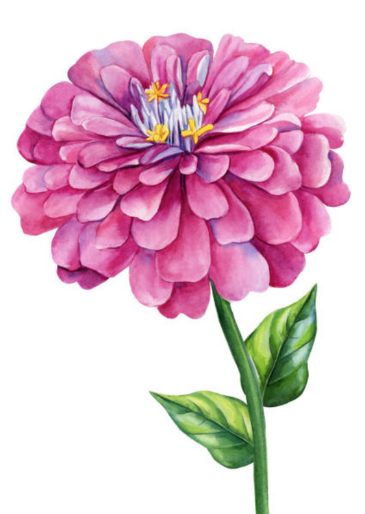 Zinnien Bund