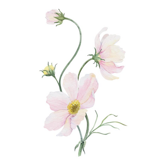 Cosmea Bund
