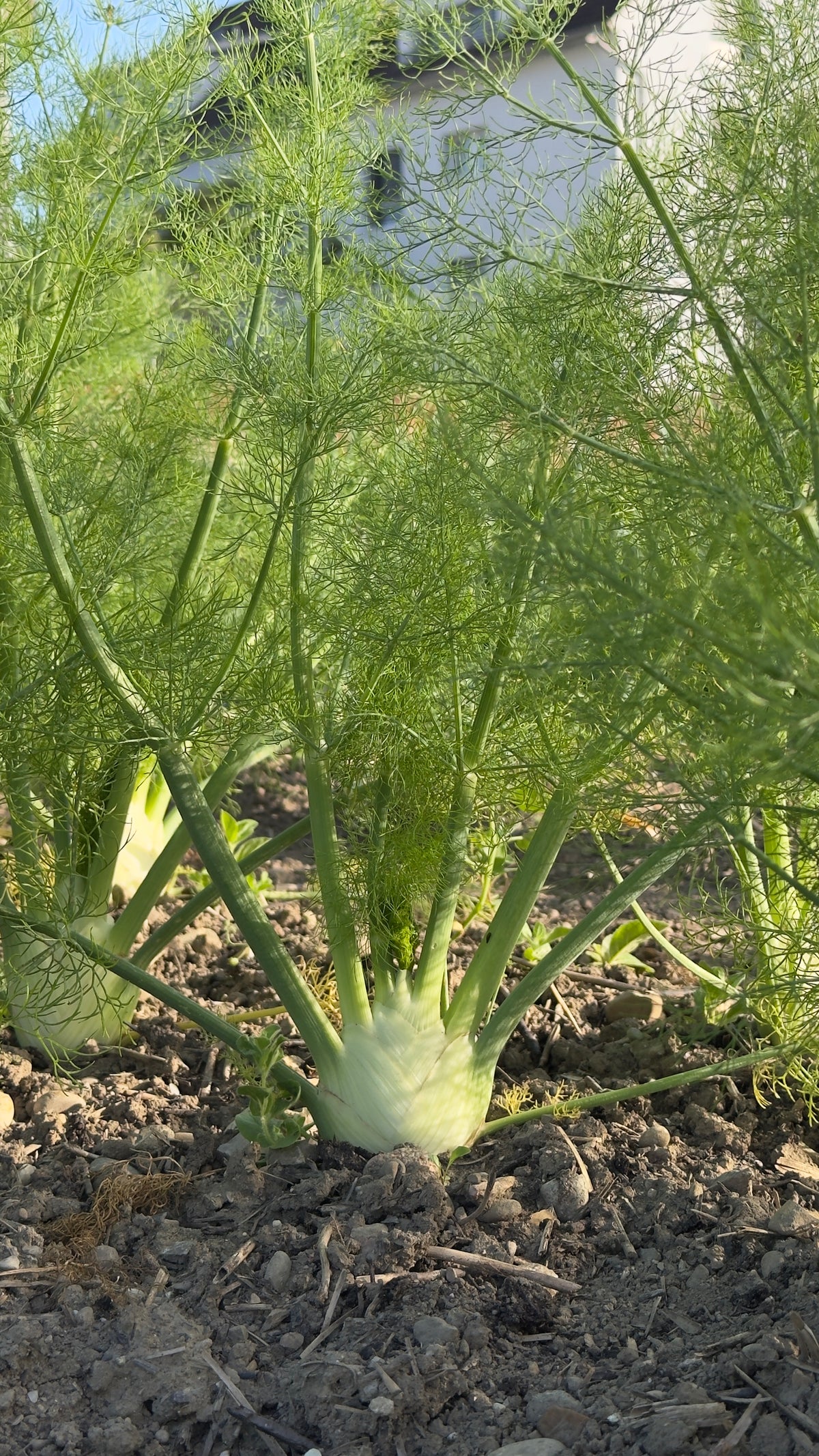 Fenchel STK