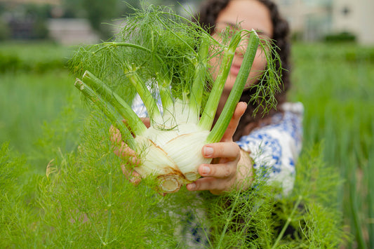 Fenchel STK