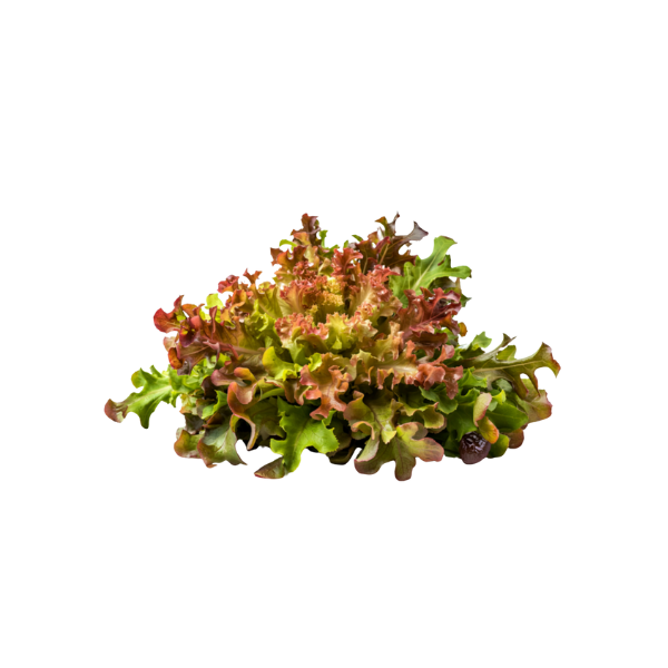 Salat